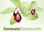 Serenata Flowers Serenata Flowers