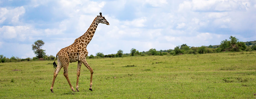 Giraffe Centre, Kenya - Vacation Explored