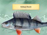 Fishing Adventures Yellow Perch