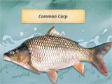 Fishing Adventures Common Carp