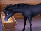 My Horse Stories My Horse Stories