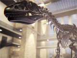 Dinosaur Fossil Hunter: Prologue dinosaur skeleton