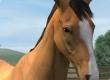 My Horse preview image