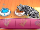Time to eat in CatHotel CatHotel time to eat