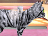 Grooming in CatHotel CatHotel grooming