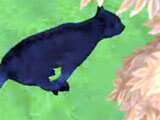 Exploring the world in My Wild Pet Exploring the game world
