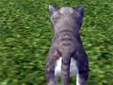 Cat Simulator gameplay