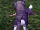 Hunting down mouse in the game