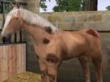Groom your horse in My Horse Club