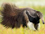 Discovered an Anteater in Crossword Jam Discovered an Anteater in Crossword Jam