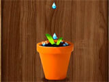 Watering the plant Giving water to the plant