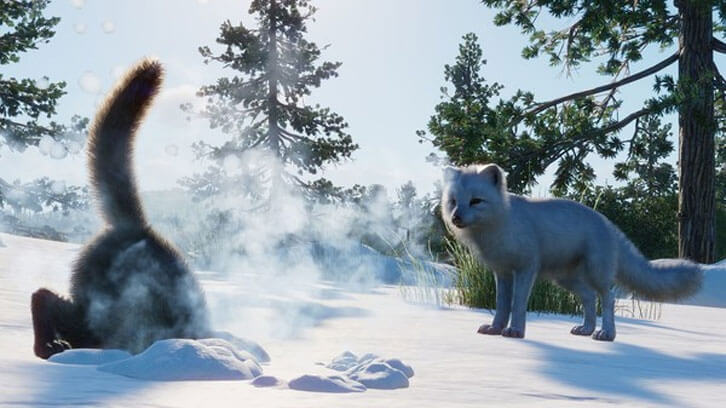 Arctic fox Arctic fox