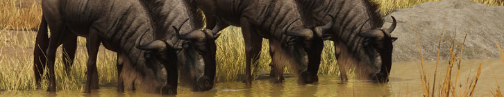 Head to the Wild Grasslands of Argentina in Planet Zoo’s Latest DLC – the Grasslands Animal Pack!