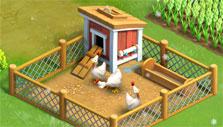 Chickens in Funky Bay