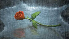A rose in Amnesia A rose in Amnesia