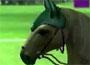 Ride: Equestrian Simulation Ride: Equestrian Simulation