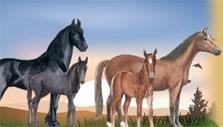 Beautiful Horses in Horzer Horzer Beautiful Horses