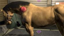 Riding Club Championship: grooming Grooming in Riding Club Championship