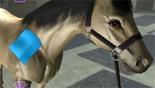 Riding Club Championship: wipe-down