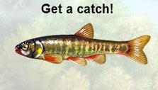Tiny minnow in Gone Fishing Gone Fishing: Tiny minnow