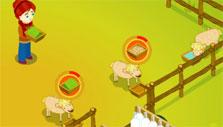 Feeding sheep in Sheep Farm