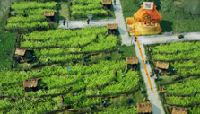 Laysara: Summit Kingdom: Barley fields