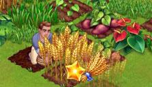 Taonga: Harvesting crops